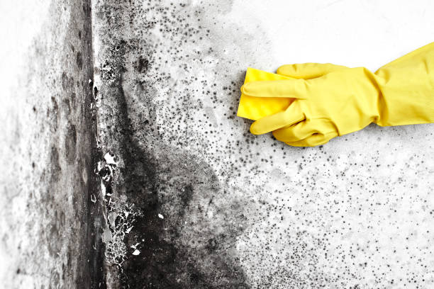 Best Black Mold Removal  in South Taft, CA