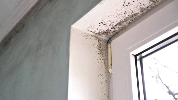 Best Toxic Mold Removal  in South Taft, CA