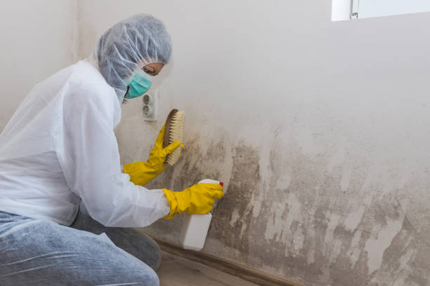 Best Attic Mold Removal  in South Taft, CA