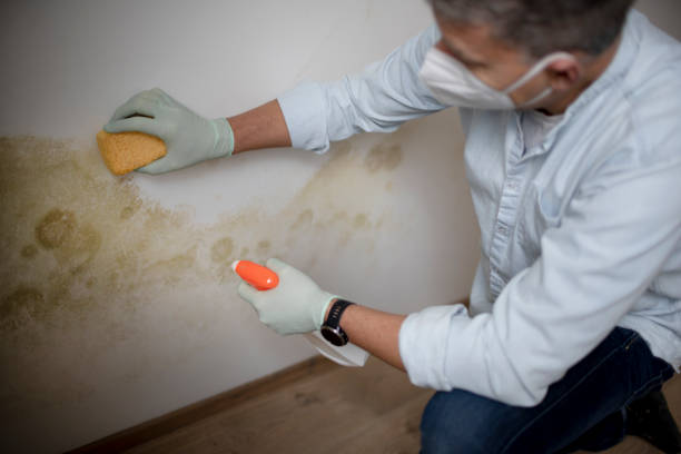 Best Fast Mold Removal  in South Taft, CA