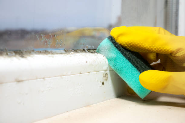 Best Emergency Mold Removal  in South Taft, CA