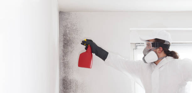 Best Residential Mold Removal  in South Taft, CA