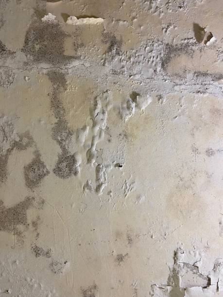 Best Mold Cleaning Services  in South Taft, CA