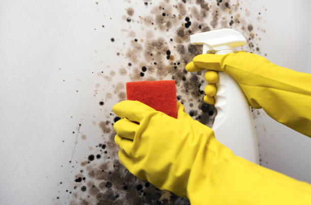 Best Mold Damage Repair  in South Taft, CA