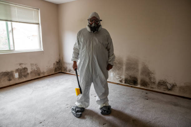 Best Black Mold Removal  in South Taft, CA