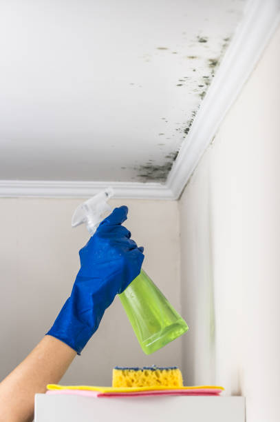 Trusted South Taft, CA Mold Removal Experts