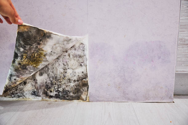 Best Attic Mold Removal  in South Taft, CA